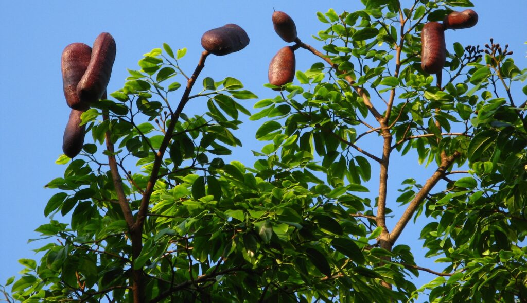 jatoba-biopot-khrin